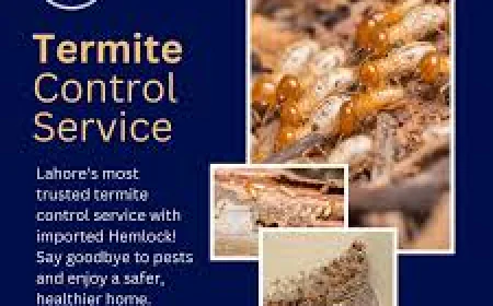 Termite Control Services in Lahore: Complete Protection for Homes and Businesses