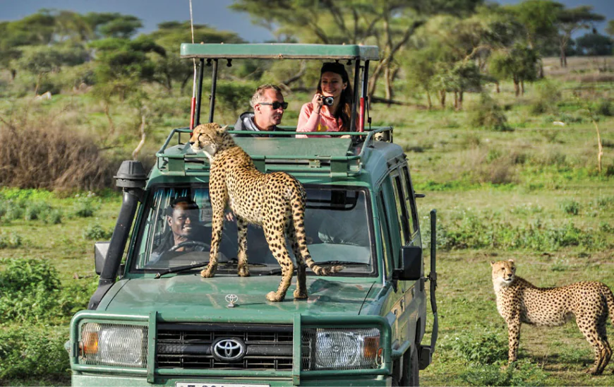 Is the Serengeti the Heart of All Tanzania Safaris?