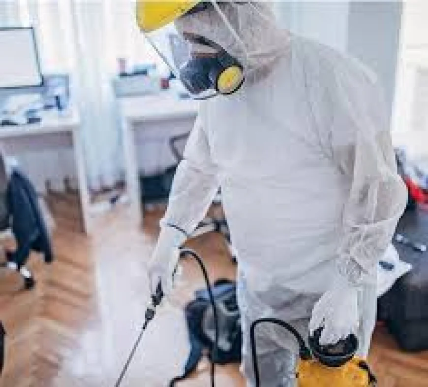 Termite Treatment Service in Lahore Dependable Control for Structural Protection