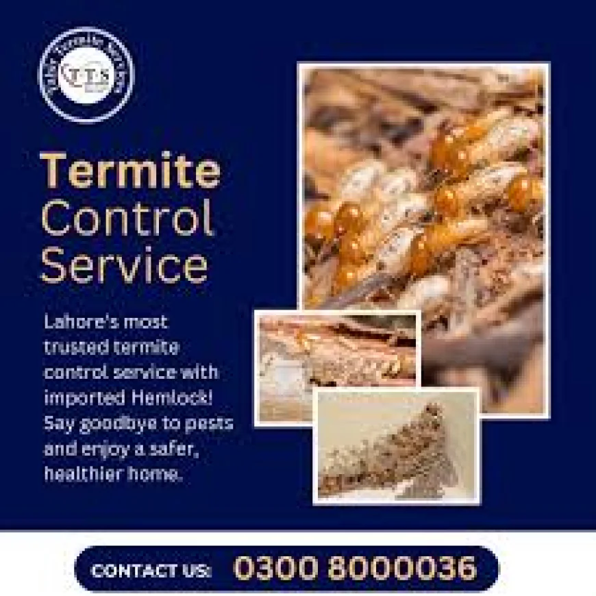 Termite Control Services in Lahore: Complete Protection for Homes and Businesses