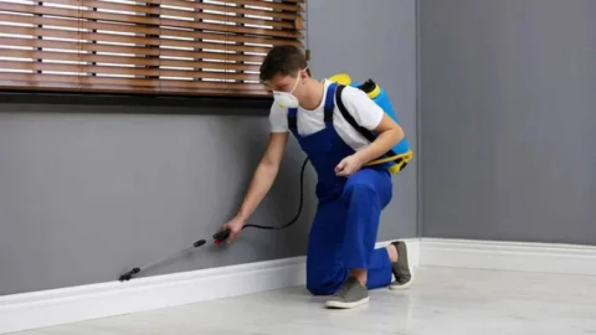 Termite Control Services in Lahore: Complete Protection for Homes and Businesses