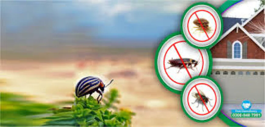 Effective Termite Control Services in Lahore to Protect Your Investment