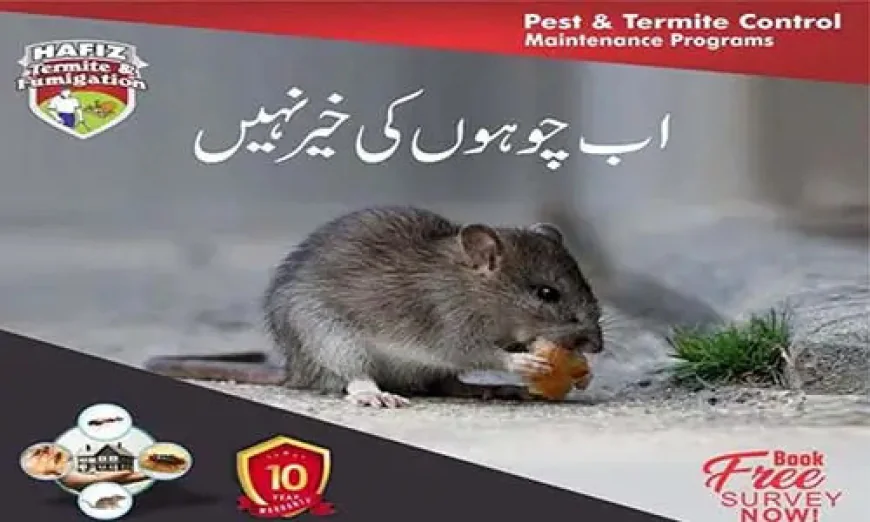 Rat Killer & Professional Rodent Control Services | Hafiz Pest Control