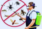 Termite Control Treatment Services in Lahore – Essential Solutions to Protect Your Property