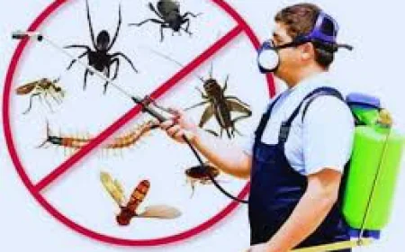 Termite Control Treatment Services in Lahore – Essential Solutions to Protect Your Property