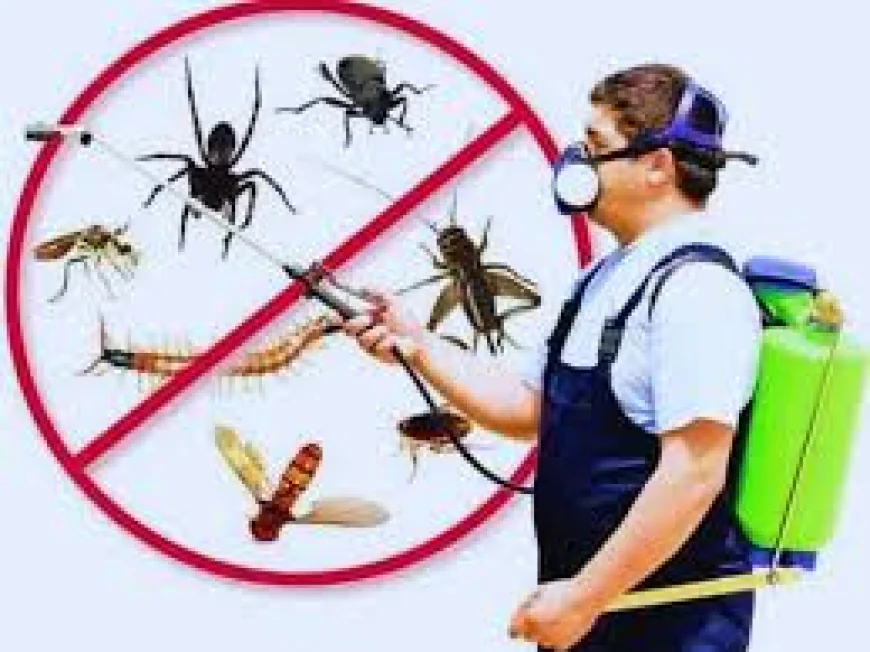 Termite Control Treatment Services in Lahore – Essential Solutions to Protect Your Property