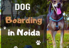 Dog Boarding Noida vs. Leaving Your Dog at Home – What’s Really Better for Your Pet?