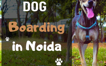 Dog Boarding Noida vs. Leaving Your Dog at Home – What’s Really Better for Your Pet?