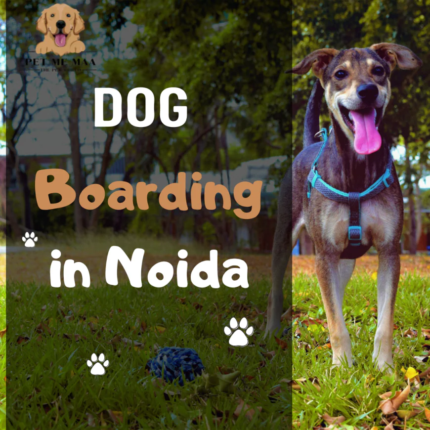 Dog Boarding Noida vs. Leaving Your Dog at Home – What’s Really Better for Your Pet?