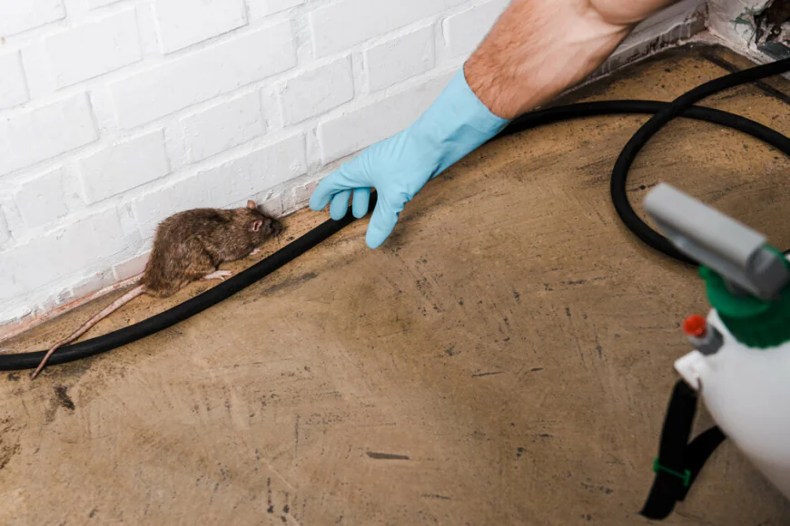Professional Pest Control Services for Rodent-Free Properties