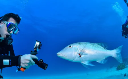 liveaboard dive trips