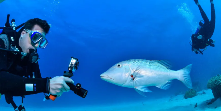 liveaboard dive trips